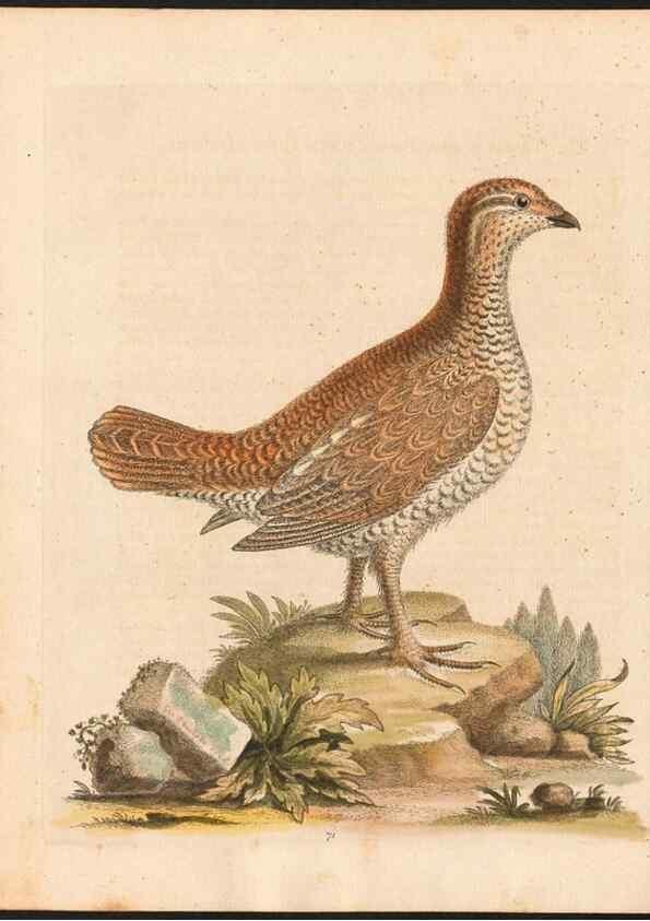 Reproducción/Reproduction 48832950328: A natural history of uncommon birds :. London :Printed for the author, at the College of Physicians in Warwick-Lane,1743-1751.. 
