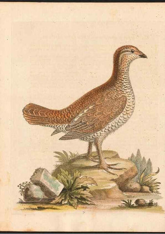 Reproducción/Reproduction 48832950328: A natural history of uncommon birds :. London :Printed for the author, at the College of Physicians in Warwick-Lane,1743-1751.. 
