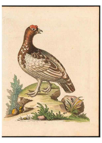 Reproducción/Reproduction 48832950713: A natural history of uncommon birds :. London :Printed for the author, at the College of Physicians in Warwick-Lane,1743-1751.. 