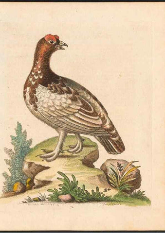 Reproducción/Reproduction 48832950713: A natural history of uncommon birds :. London :Printed for the author, at the College of Physicians in Warwick-Lane,1743-1751.. 