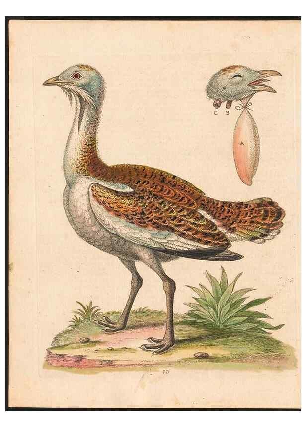 Reproducción/Reproduction 48833491052: A natural history of uncommon birds :. London :Printed for the author, at the College of Physicians in Warwick-Lane,1743-1751.. 