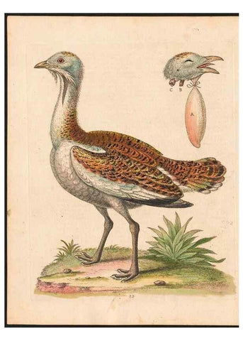 Reproducción/Reproduction 48833491052: A natural history of uncommon birds :. London :Printed for the author, at the College of Physicians in Warwick-Lane,1743-1751.. 