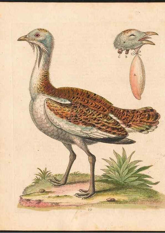 Reproducción/Reproduction 48833491052: A natural history of uncommon birds :. London :Printed for the author, at the College of Physicians in Warwick-Lane,1743-1751.. 