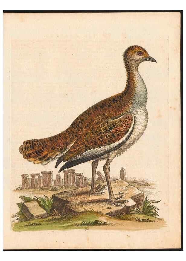 Reproducción/Reproduction 48833324846: A natural history of uncommon birds :. London :Printed for the author, at the College of Physicians in Warwick-Lane,1743-1751.. 