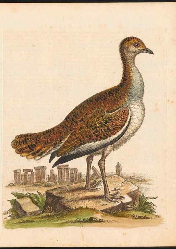Reproducción/Reproduction 48833324846: A natural history of uncommon birds :. London :Printed for the author, at the College of Physicians in Warwick-Lane,1743-1751.. 