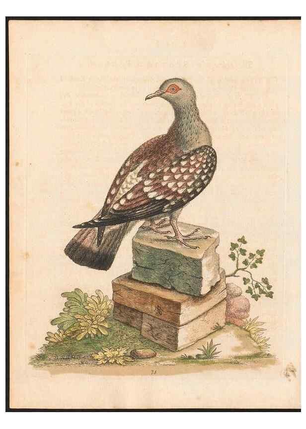 Reproducción/Reproduction 48833325306: A natural history of uncommon birds :. London :Printed for the author, at the College of Physicians in Warwick-Lane,1743-1751.. 