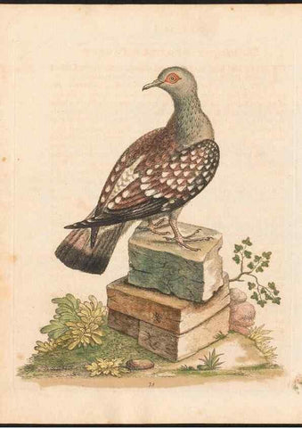 Reproducción/Reproduction 48833325306: A natural history of uncommon birds :. London :Printed for the author, at the College of Physicians in Warwick-Lane,1743-1751.. 