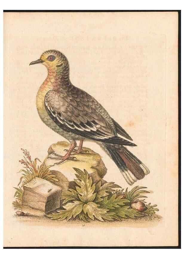 Reproducción/Reproduction 48833492522: A natural history of uncommon birds :. London :Printed for the author, at the College of Physicians in Warwick-Lane,1743-1751.. 