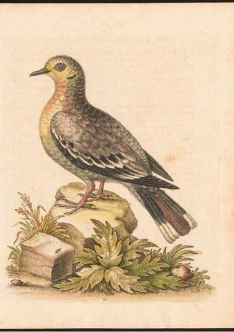 Reproducción/Reproduction 48833492522: A natural history of uncommon birds :. London :Printed for the author, at the College of Physicians in Warwick-Lane,1743-1751.. 