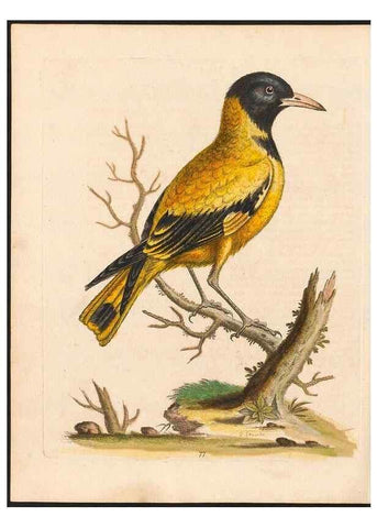 Reproducción/Reproduction 48833326206: A natural history of uncommon birds :. London :Printed for the author, at the College of Physicians in Warwick-Lane,1743-1751.. 