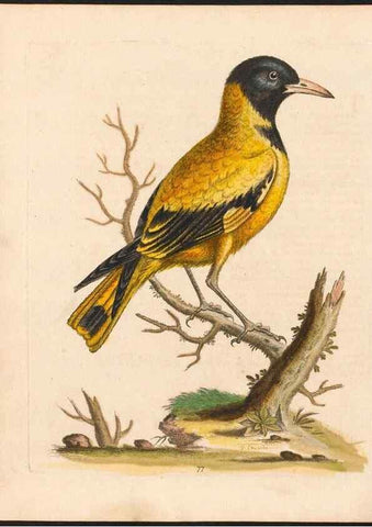 Reproducción/Reproduction 48833326206: A natural history of uncommon birds :. London :Printed for the author, at the College of Physicians in Warwick-Lane,1743-1751.. 