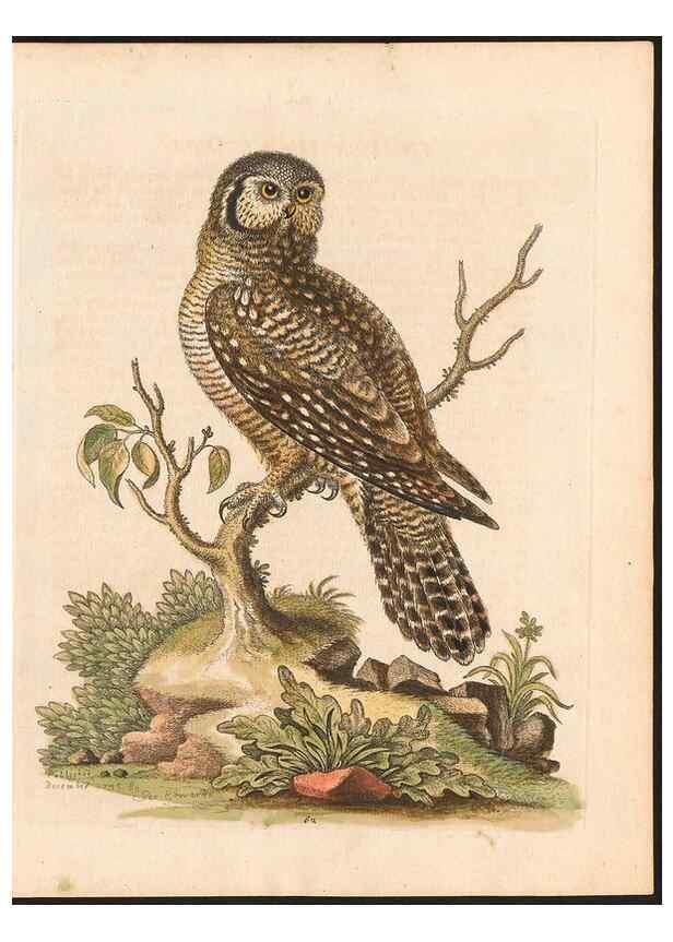 Reproducción/Reproduction 48833319036: A natural history of uncommon birds :. London :Printed for the author, at the College of Physicians in Warwick-Lane,1743-1751.. 