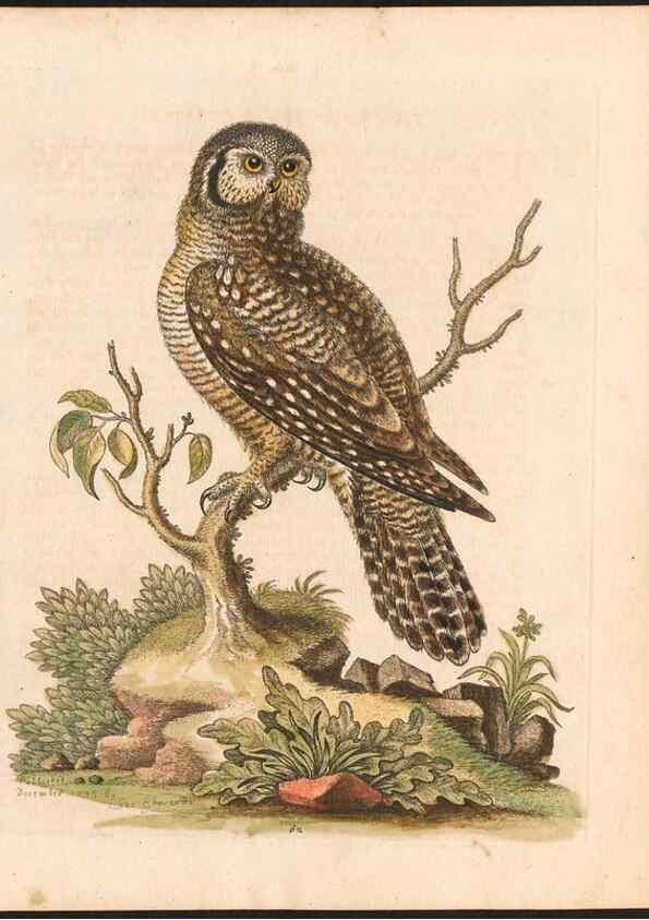 Reproducción/Reproduction 48833319036: A natural history of uncommon birds :. London :Printed for the author, at the College of Physicians in Warwick-Lane,1743-1751.. 