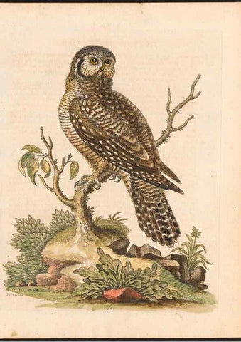 Reproducción/Reproduction 48833319036: A natural history of uncommon birds :. London :Printed for the author, at the College of Physicians in Warwick-Lane,1743-1751.. 