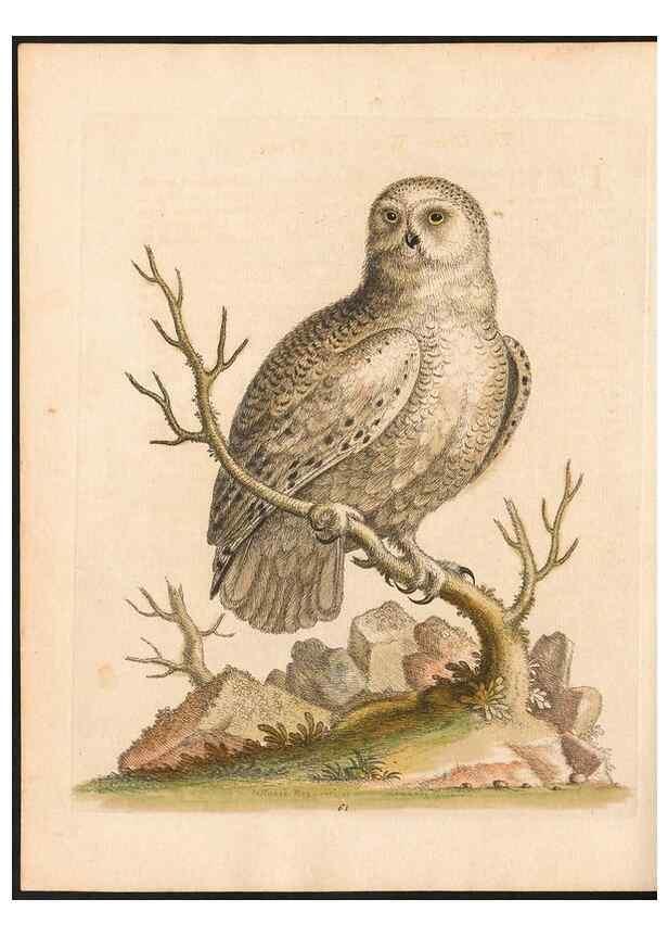 Reproducción/Reproduction 48832945478: A natural history of uncommon birds :. London :Printed for the author, at the College of Physicians in Warwick-Lane,1743-1751.. 