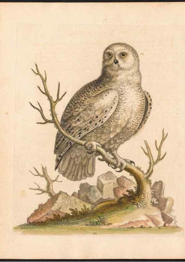 Reproducción/Reproduction 48832945478: A natural history of uncommon birds :. London :Printed for the author, at the College of Physicians in Warwick-Lane,1743-1751.. 