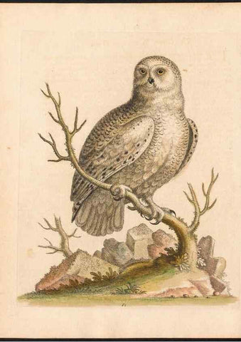 Reproducción/Reproduction 48832945478: A natural history of uncommon birds :. London :Printed for the author, at the College of Physicians in Warwick-Lane,1743-1751.. 