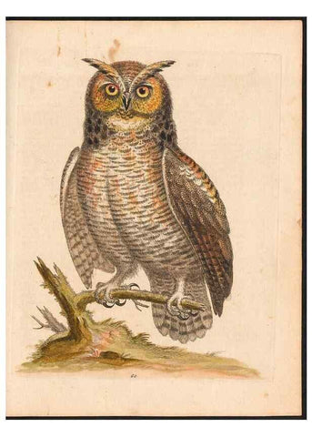 Reproducción/Reproduction 48833318111: A natural history of uncommon birds :. London :Printed for the author, at the College of Physicians in Warwick-Lane,1743-1751.. 