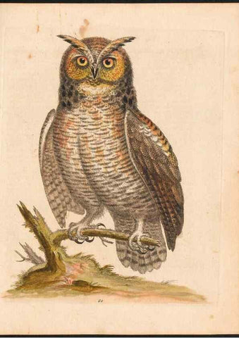 Reproducción/Reproduction 48833318111: A natural history of uncommon birds :. London :Printed for the author, at the College of Physicians in Warwick-Lane,1743-1751.. 