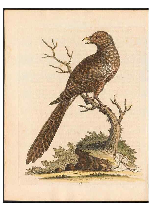 Reproducción/Reproduction 48832944328: A natural history of uncommon birds :. London :Printed for the author, at the College of Physicians in Warwick-Lane,1743-1751.. 