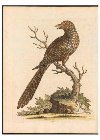 Reproducción/Reproduction 48832944328: A natural history of uncommon birds :. London :Printed for the author, at the College of Physicians in Warwick-Lane,1743-1751.. 