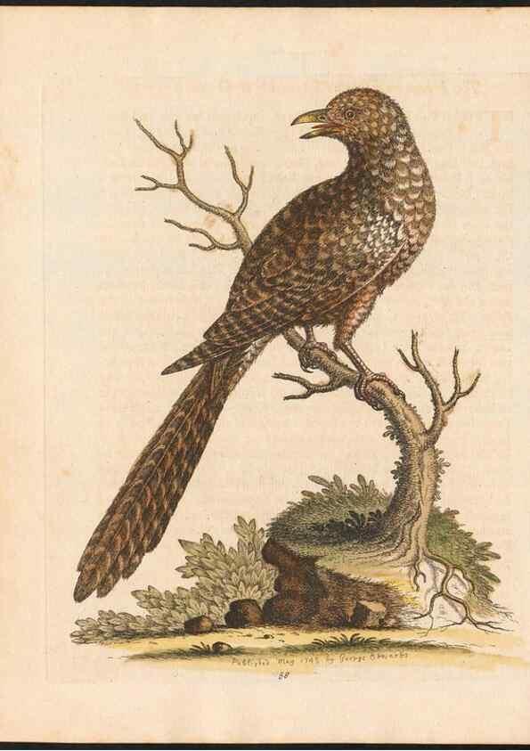 Reproducción/Reproduction 48832944328: A natural history of uncommon birds :. London :Printed for the author, at the College of Physicians in Warwick-Lane,1743-1751.. 