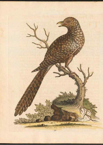 Reproducción/Reproduction 48832944328: A natural history of uncommon birds :. London :Printed for the author, at the College of Physicians in Warwick-Lane,1743-1751.. 