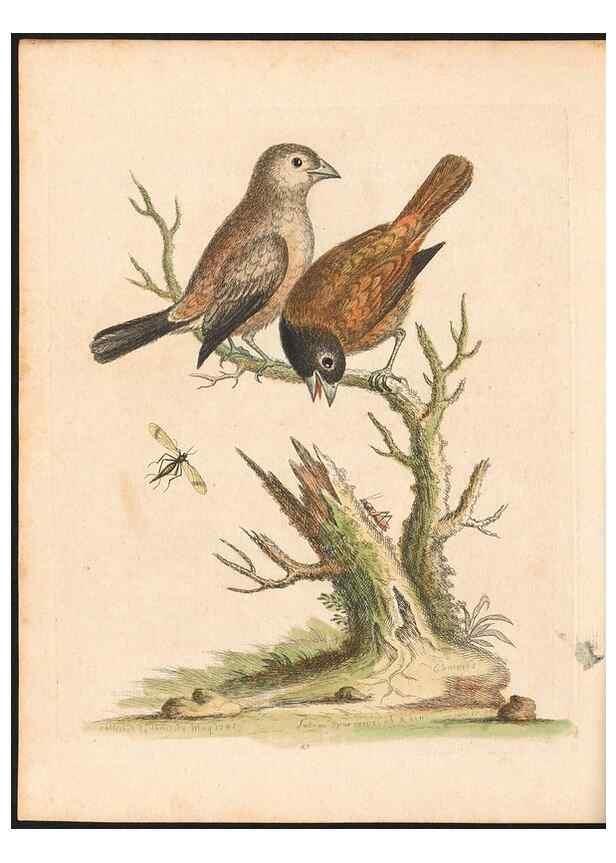 Reproducción/Reproduction 48833476252: A natural history of uncommon birds :. London :Printed for the author, at the College of Physicians in Warwick-Lane,1743-1751.. 