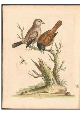Reproducción/Reproduction 48833476252: A natural history of uncommon birds :. London :Printed for the author, at the College of Physicians in Warwick-Lane,1743-1751.. 