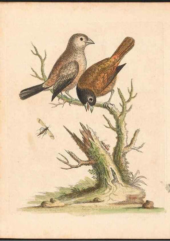 Reproducción/Reproduction 48833476252: A natural history of uncommon birds :. London :Printed for the author, at the College of Physicians in Warwick-Lane,1743-1751.. 