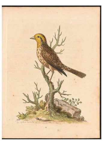 Reproducción/Reproduction 48832936618: A natural history of uncommon birds :. London :Printed for the author, at the College of Physicians in Warwick-Lane,1743-1751.. 
