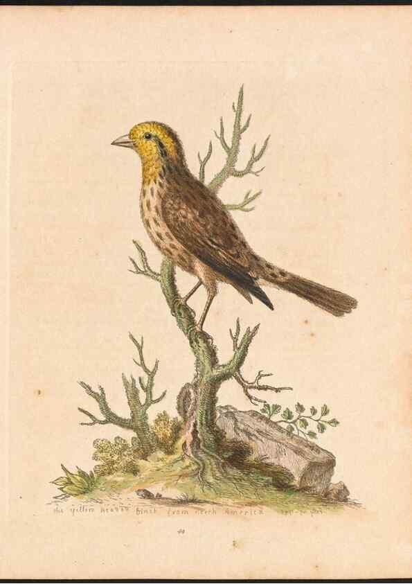 Reproducción/Reproduction 48832936618: A natural history of uncommon birds :. London :Printed for the author, at the College of Physicians in Warwick-Lane,1743-1751.. 