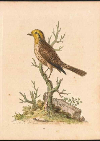 Reproducción/Reproduction 48832936618: A natural history of uncommon birds :. London :Printed for the author, at the College of Physicians in Warwick-Lane,1743-1751.. 