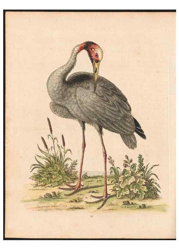 Reproducción/Reproduction 48833477187: A natural history of uncommon birds :. London :Printed for the author, at the College of Physicians in Warwick-Lane,1743-1751.. 