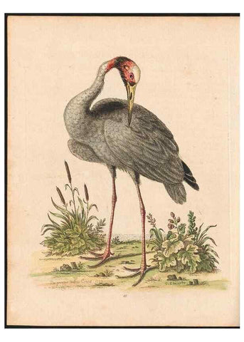 Reproducción/Reproduction 48833477187: A natural history of uncommon birds :. London :Printed for the author, at the College of Physicians in Warwick-Lane,1743-1751.. 