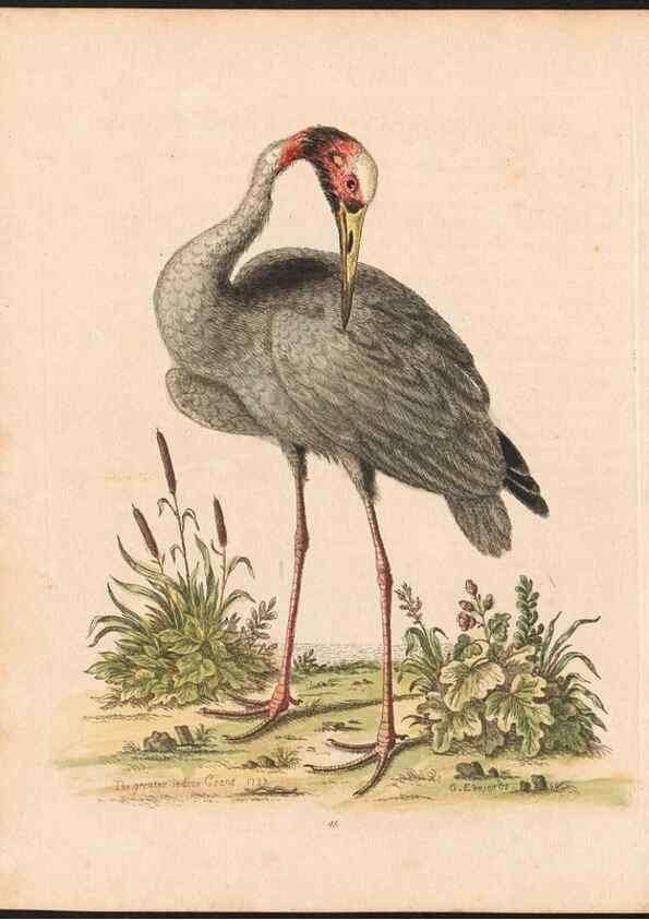 Reproducción/Reproduction 48833477187: A natural history of uncommon birds :. London :Printed for the author, at the College of Physicians in Warwick-Lane,1743-1751.. 