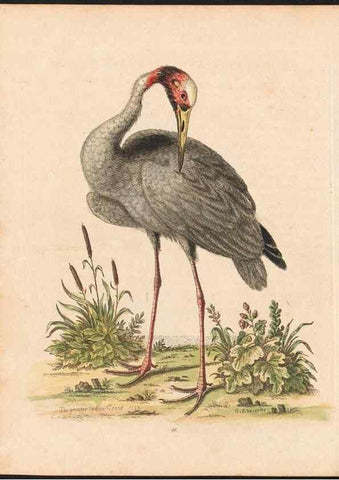 Reproducción/Reproduction 48833477187: A natural history of uncommon birds :. London :Printed for the author, at the College of Physicians in Warwick-Lane,1743-1751.. 