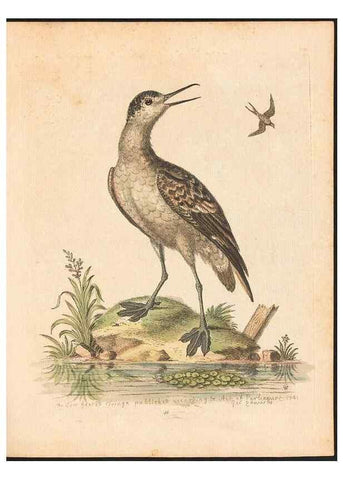 Reproducción/Reproduction 48833310196: A natural history of uncommon birds :. London :Printed for the author, at the College of Physicians in Warwick-Lane,1743-1751.. 