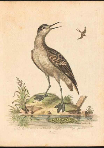 Reproducción/Reproduction 48833310196: A natural history of uncommon birds :. London :Printed for the author, at the College of Physicians in Warwick-Lane,1743-1751.. 