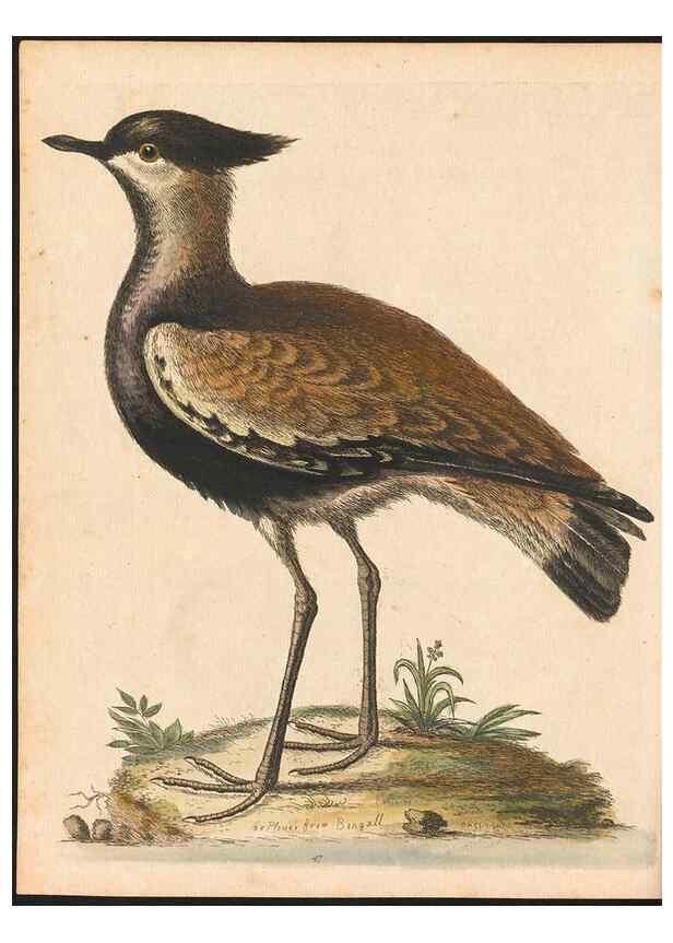 Reproducción/Reproduction 48833478297: A natural history of uncommon birds :. London :Printed for the author, at the College of Physicians in Warwick-Lane,1743-1751.. 