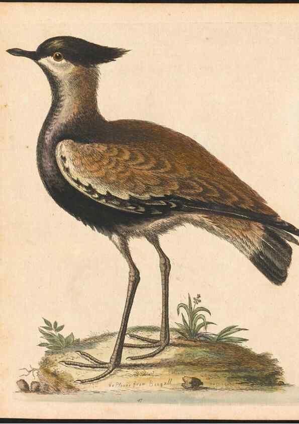 Reproducción/Reproduction 48833478297: A natural history of uncommon birds :. London :Printed for the author, at the College of Physicians in Warwick-Lane,1743-1751.. 