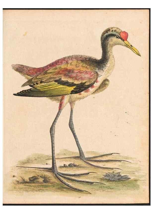 Reproducción/Reproduction 48833311451: A natural history of uncommon birds :. London :Printed for the author, at the College of Physicians in Warwick-Lane,1743-1751.. 