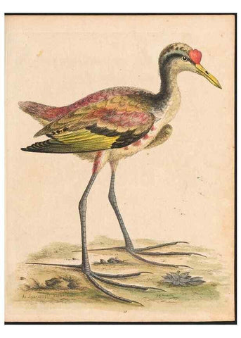 Reproducción/Reproduction 48833311451: A natural history of uncommon birds :. London :Printed for the author, at the College of Physicians in Warwick-Lane,1743-1751.. 