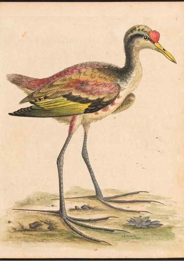 Reproducción/Reproduction 48833311451: A natural history of uncommon birds :. London :Printed for the author, at the College of Physicians in Warwick-Lane,1743-1751.. 