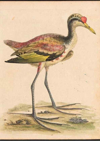 Reproducción/Reproduction 48833311451: A natural history of uncommon birds :. London :Printed for the author, at the College of Physicians in Warwick-Lane,1743-1751.. 