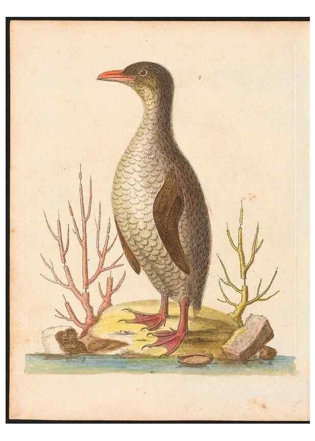 Reproducción/Reproduction 48833312026: A natural history of uncommon birds :. London :Printed for the author, at the College of Physicians in Warwick-Lane,1743-1751.. 