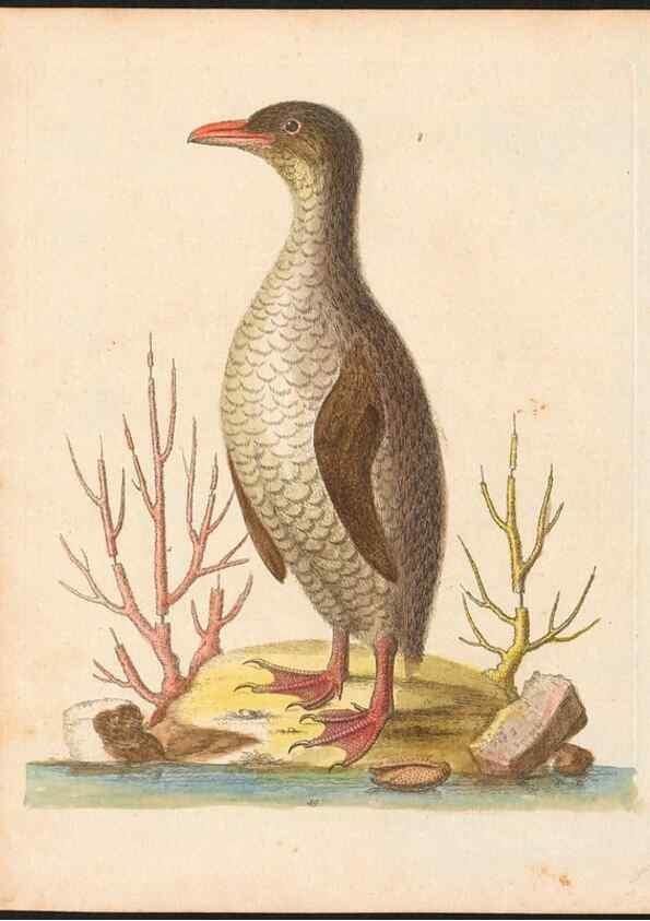 Reproducción/Reproduction 48833312026: A natural history of uncommon birds :. London :Printed for the author, at the College of Physicians in Warwick-Lane,1743-1751.. 