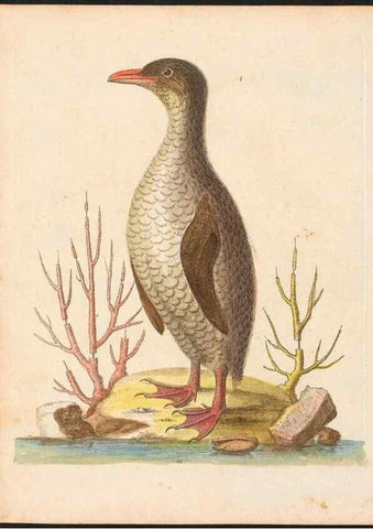 Reproducción/Reproduction 48833312026: A natural history of uncommon birds :. London :Printed for the author, at the College of Physicians in Warwick-Lane,1743-1751.. 