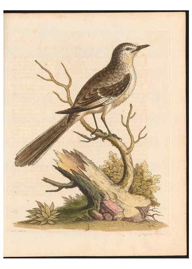 Reproducción/Reproduction 48833326736: A natural history of uncommon birds :. London :Printed for the author, at the College of Physicians in Warwick-Lane,1743-1751.. 