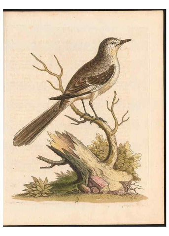 Reproducción/Reproduction 48833326736: A natural history of uncommon birds :. London :Printed for the author, at the College of Physicians in Warwick-Lane,1743-1751.. 